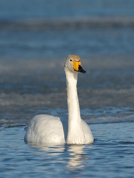 Laulujoutsen, Whooper Swan, Cygnus cygnus